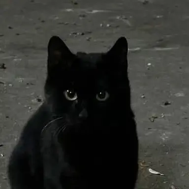 Profile image of 엄성현