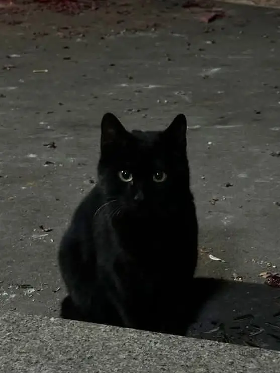 YellowUncle1945의 엄성현