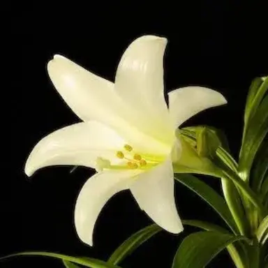 Profile image of 릴리