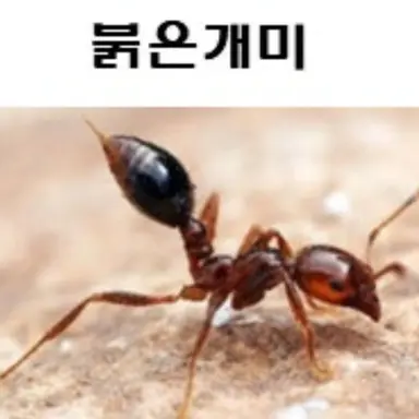 Profile image of 붉은개미 무리