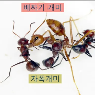 Profile image of 배짜기 개미무리