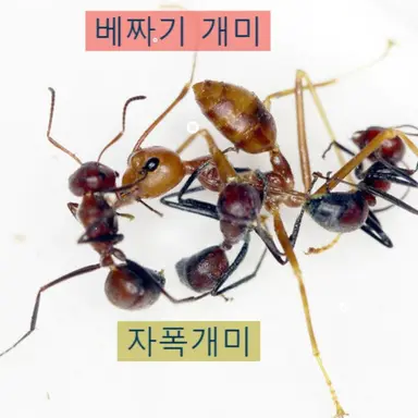 Profile image of 자폭개미 무리