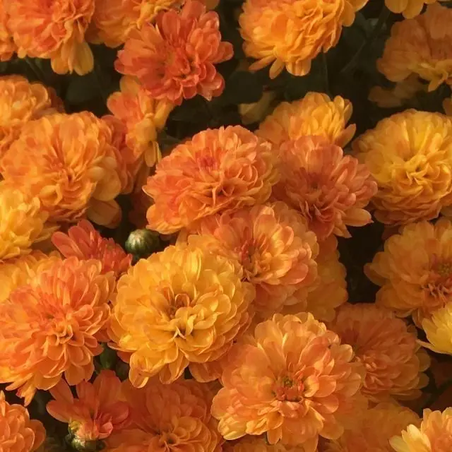 H1karabita_n1nz1n의 モテたいけど