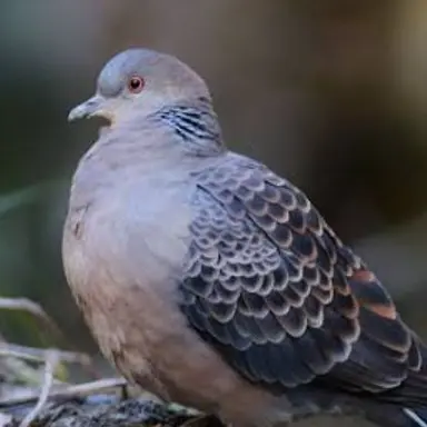 Profile image of でで吉