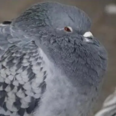 Profile image of ぽ太郎