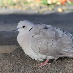 Profile image of へへへ丸