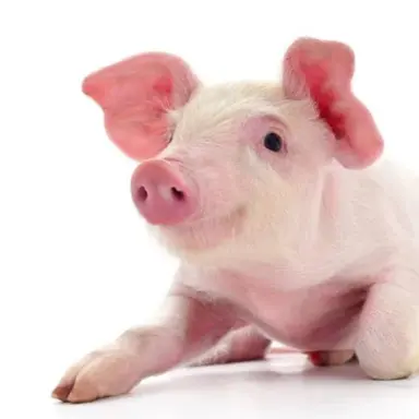 Profile image of 멜레이스 아클라