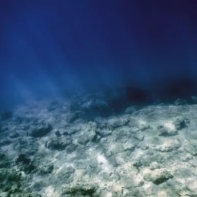 Profile image of 闇の海