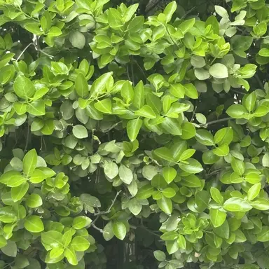 Profile image of 대홍