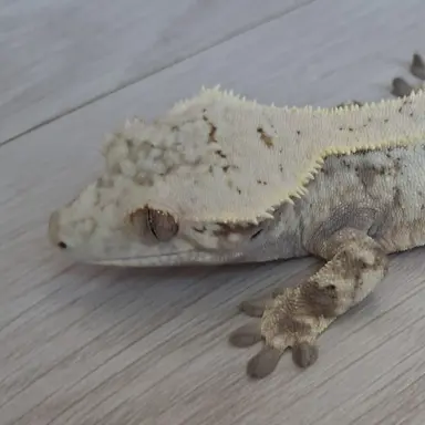 Profile image of 왕도