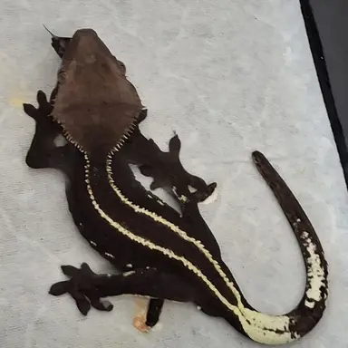 Profile image of 아롱