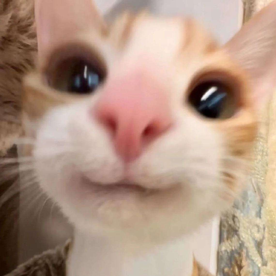 리노