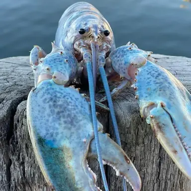 Profile image of 해디