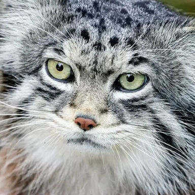 Profile image of キラ
