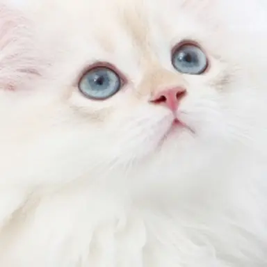 Profile image of 진자림