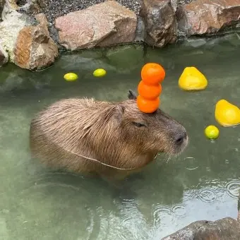 Profile image of 카피바라