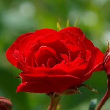 Profile image of 라더