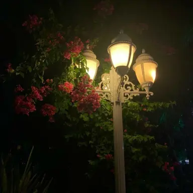 Profile image of 코마