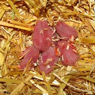 Profile image of Clover