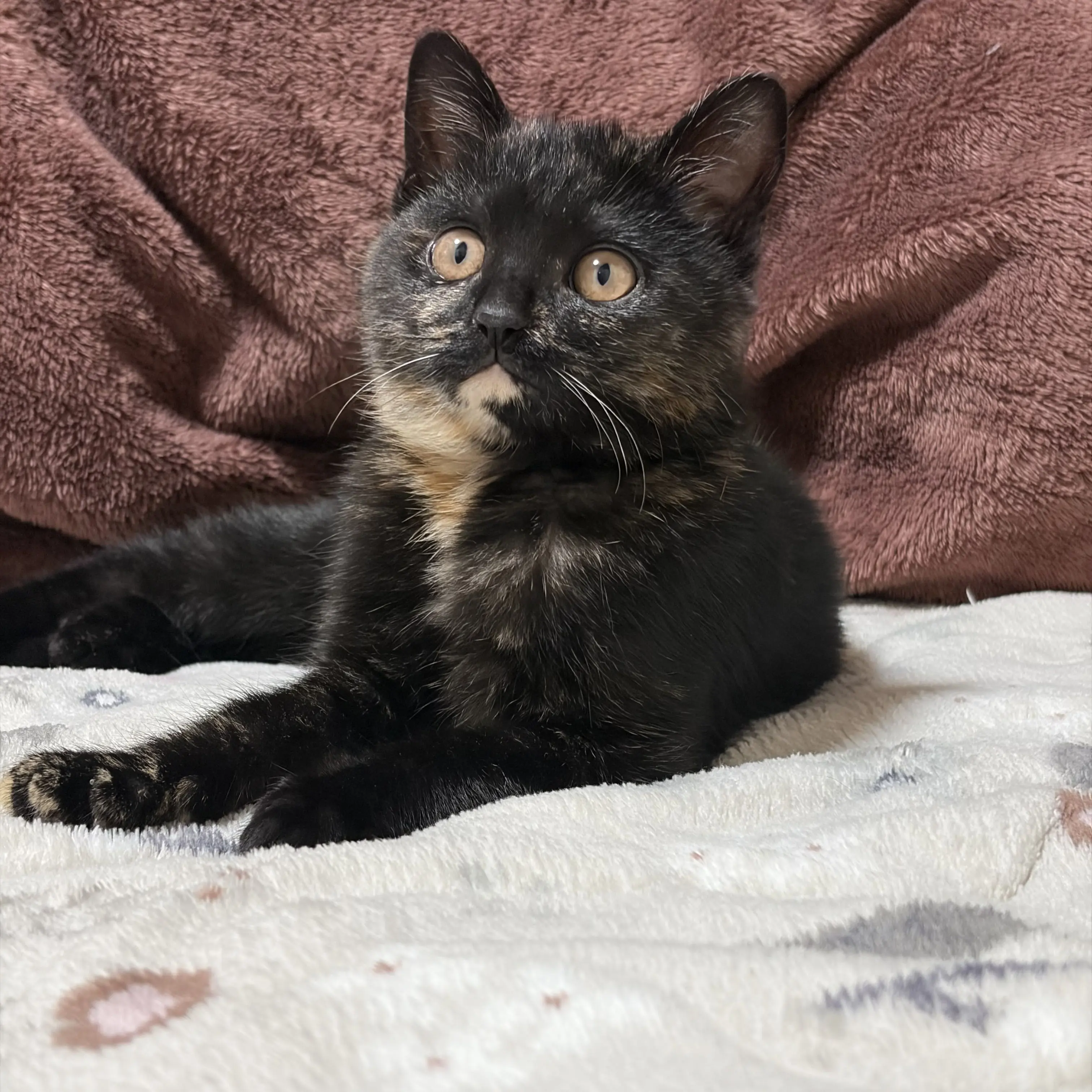 PurpleCamel9892의 俺の本当に見た夢の話