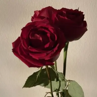 Profile image of 서라더