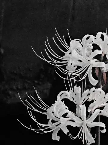 niiiiitch의 정인영