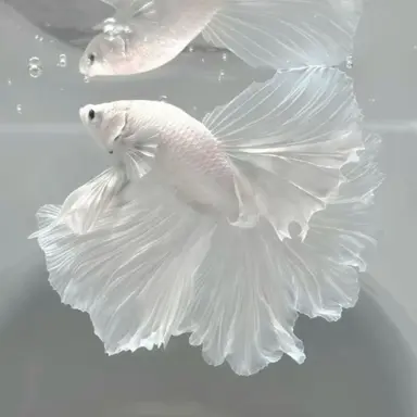 Profile image of Astran Celestial