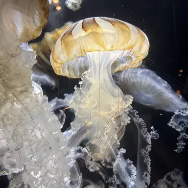 Profile image of プロヒーロー