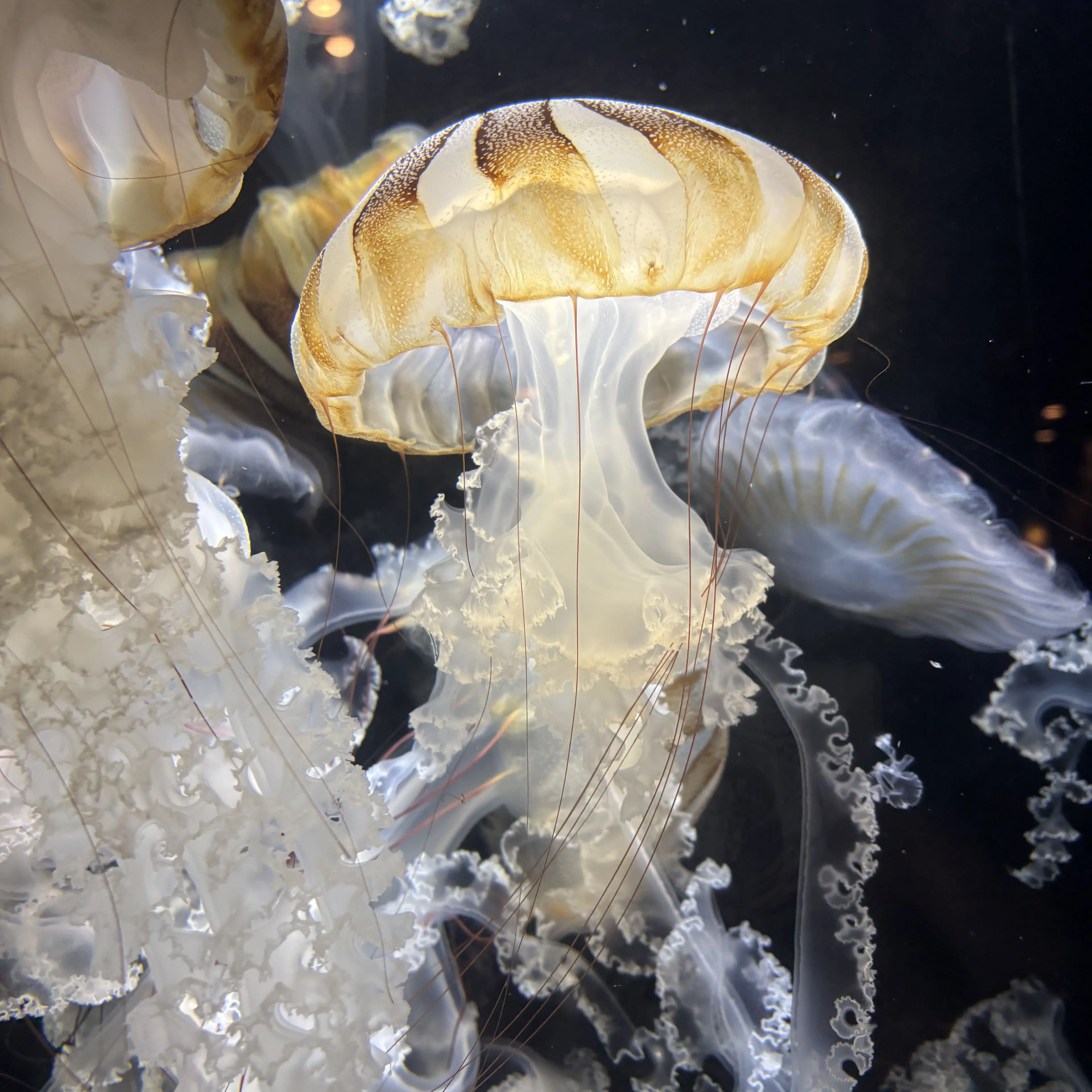 SafeBanjo4011의 君は人を美味しいって思ったことある？