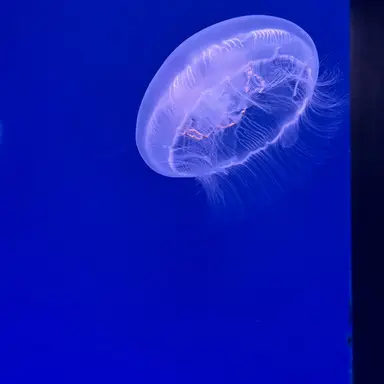 Profile image of 雄英生