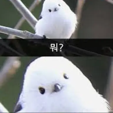 Profile image of 시로 하카나
