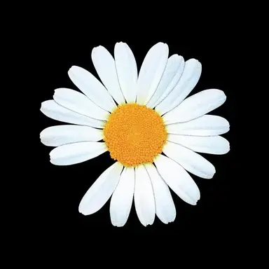 Profile image of 권지용