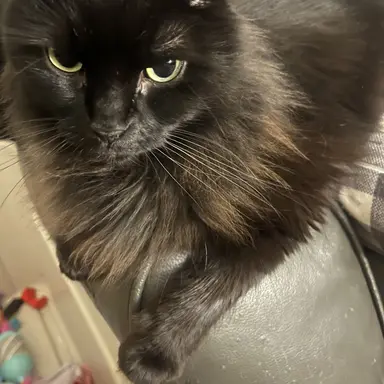 Profile image of Sadie