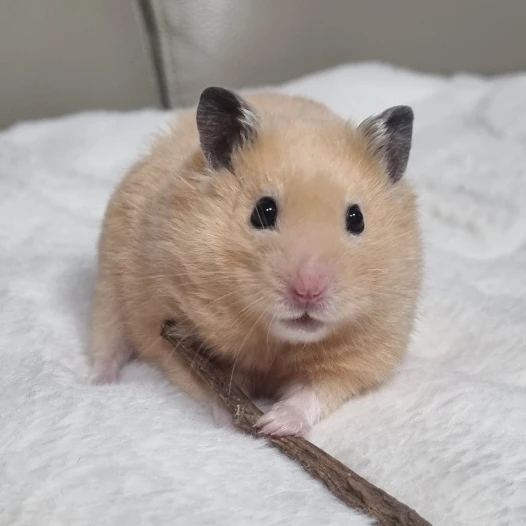 이랑