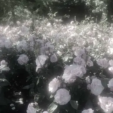 Profile image of 이늦잠