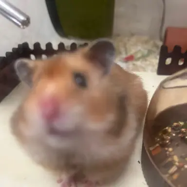 Profile image of 보게영이