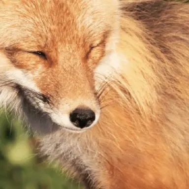 Profile image of 여우