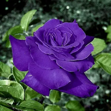 Profile image of 레오