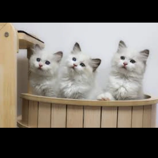 세즈,치즈,체즈