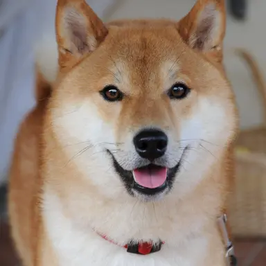 Profile image of Shiba