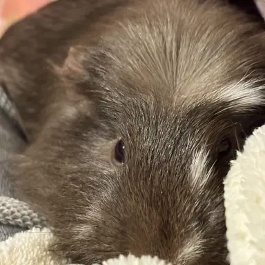 Profile image of かれきち