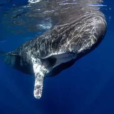 Profile image of Whale.