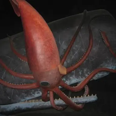 Profile image of Giant squid