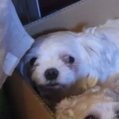 Profile image of 깡