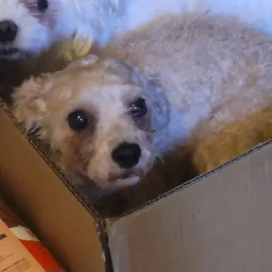 Profile image of 꽁