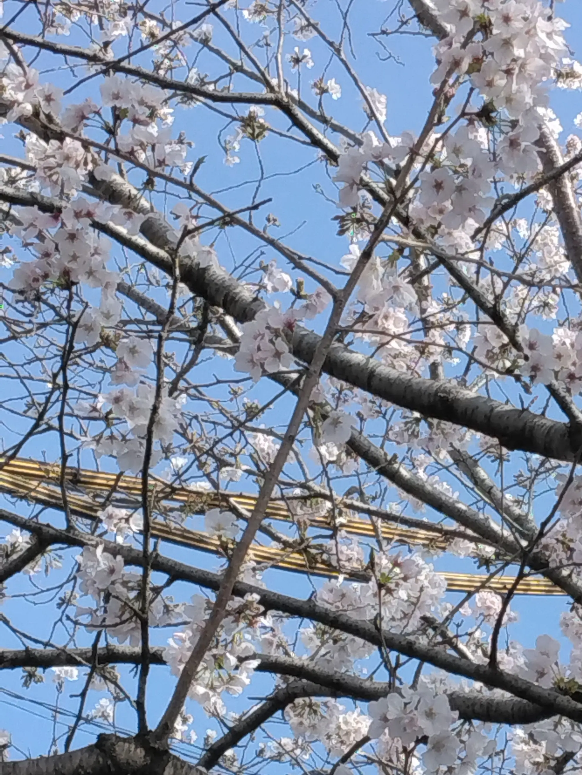 SleepyFrond9735의 イケメンでとても優しいお兄ちゃん