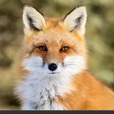 Profile image of 여우