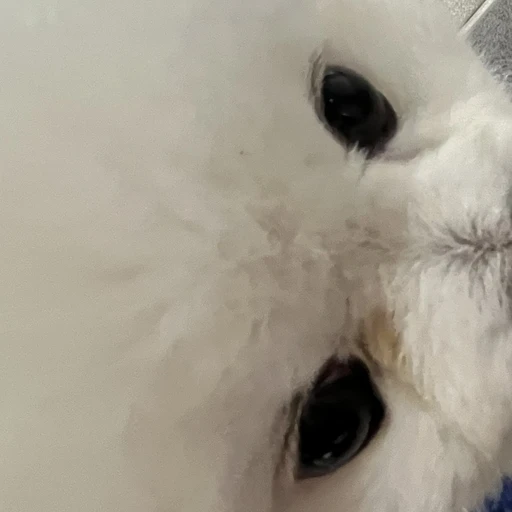 최곤지