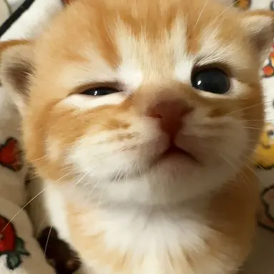 Profile image of 우렘