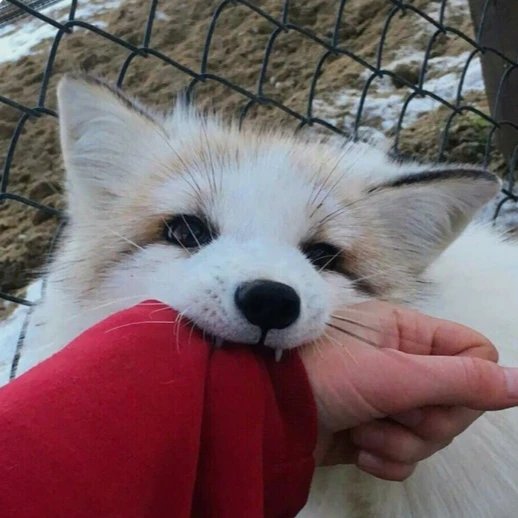 양정인